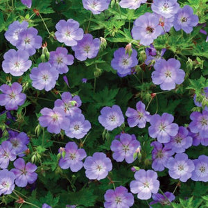 Geranium 'Rozanne'