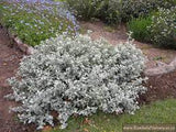 Helichrysum petiolare