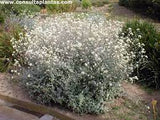 Helichrysum petiolare