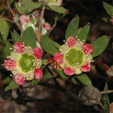 leptospermum lanig macrocarpum