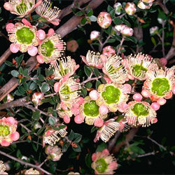 leptospermum lanig macrocarpum