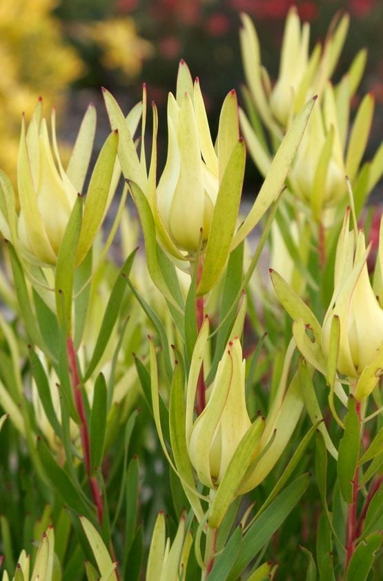 Leucadendron Inca Gold 70mm Round Tubestock - Non Native