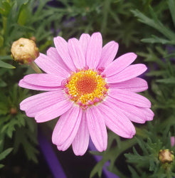 Argyranthemum-Pink Marguerite Daisy