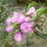 Melaleuca thymfolia