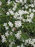 Myoporum parvifolium