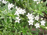 Myoporum parvifolium