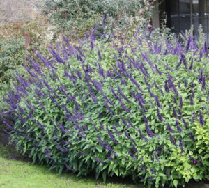 Salvia 'Anthony Parker'