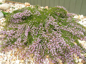 Thryptomene saxicola 'Pink Lace'