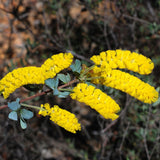 Dwarf Wattle - Acacia Drummondii ssp Candolleana