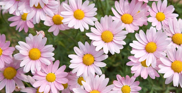 Argyranthemum pink Daisy