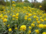 Conostylis candicans