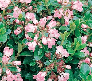 Escallonia langleyensis 'Apple Blossom'