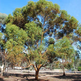 Eucalyptus salubris