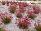 Anigozanthos Pink Beauty