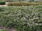 Thryptomene saxicola alba ‘Supernova’