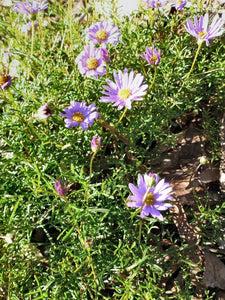 Brachyscome multifida ’Break Of Day’