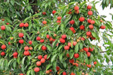 Cornus capitata ‘Evergreen Dogwood’