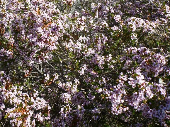 Thryptomene saxicola compact