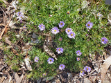 Brachyscome multifida ’Break Of Day’