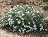 Convolvulus cneorum ‘Silver Bush’