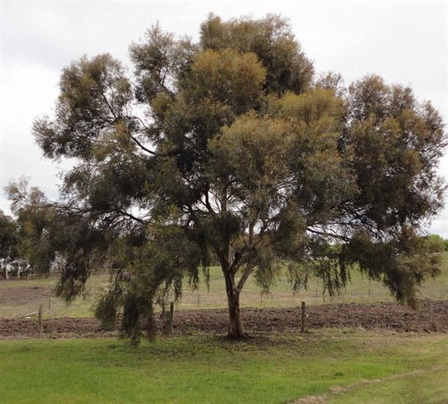 Eucalyptus spathulata