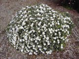 Convolvulus cneorum ‘Silver Bush’