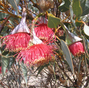 Eucalyptus pyriformis