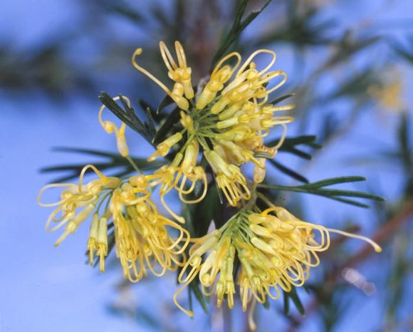 Grevillea lemon supreme