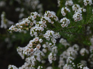 Thryptomene saxicola alba ‘Supernova’