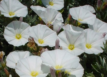 Convolvulus cneorum ‘Silver Bush’