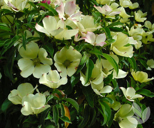 Cornus capitata ‘Evergreen Dogwood’