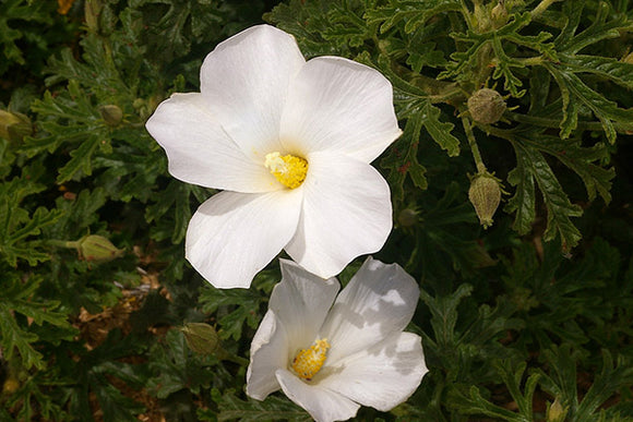 Alyogyne huegelii alba