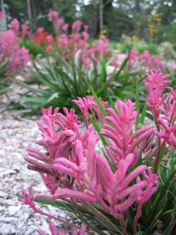 Anigozanthos 'Pink Beauty'