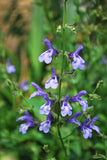 Salvia 'African Sky'