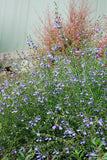 Salvia 'African Sky'