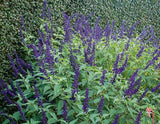 Salvia 'Anthony Parker'