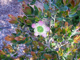 leptospermum lanig macrocarpum