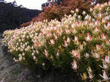 Leucadendron Maui Sunset 70mm ROUND SUPERTUBES