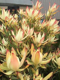 Leucadendron Maui Sunset 70mm ROUND SUPERTUBES