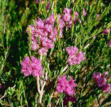 Melaleuca thymfolia